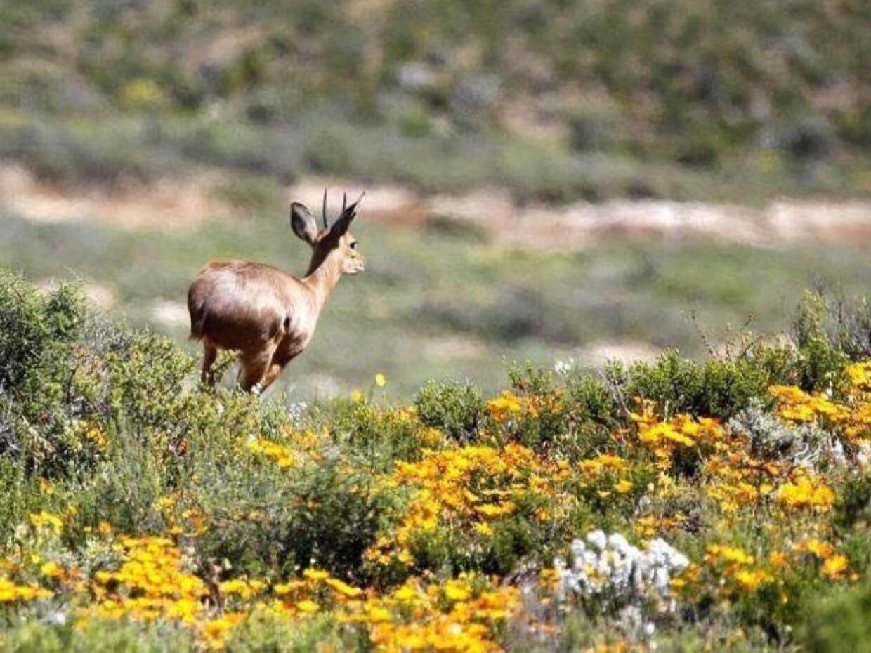 Aardvark Bioreserve Ladismith Ngoại thất bức ảnh