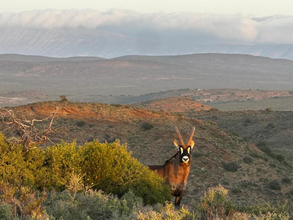 Aardvark Bioreserve Ladismith Ngoại thất bức ảnh